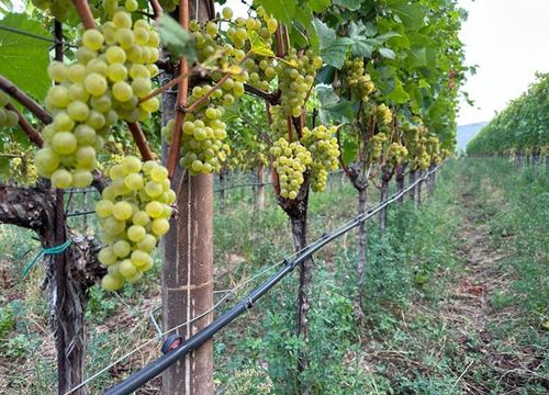 Suche Pachtfläche Wein-Obstbau