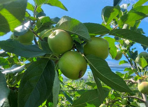 Pachtgrund Obstbau🍎