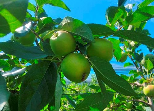 Pachtgrund Obstbau🍎