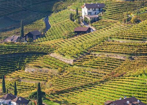 Suche Pachtfläche Weinbau