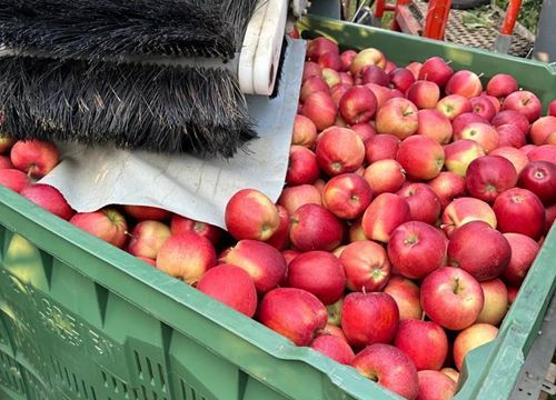 Pachtfläche Wein-Obstbau
