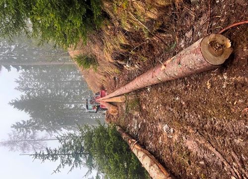 Übernehme Holzschlägerungen