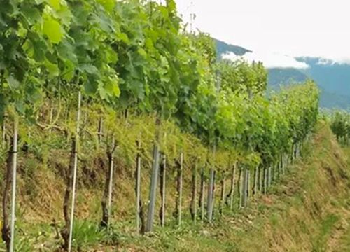 Pneumatische Entblätterung im Weinbau