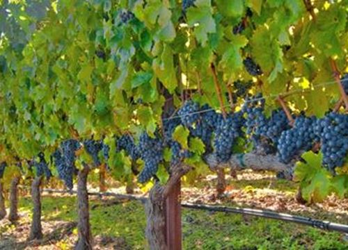 Alle landwirtsch. Arbeiten einer Weinbaufläche