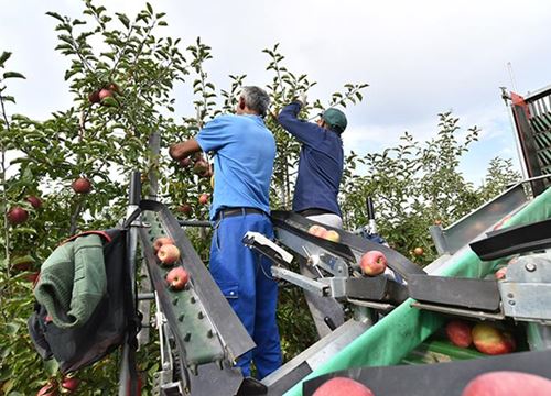 Pflückarbeiten